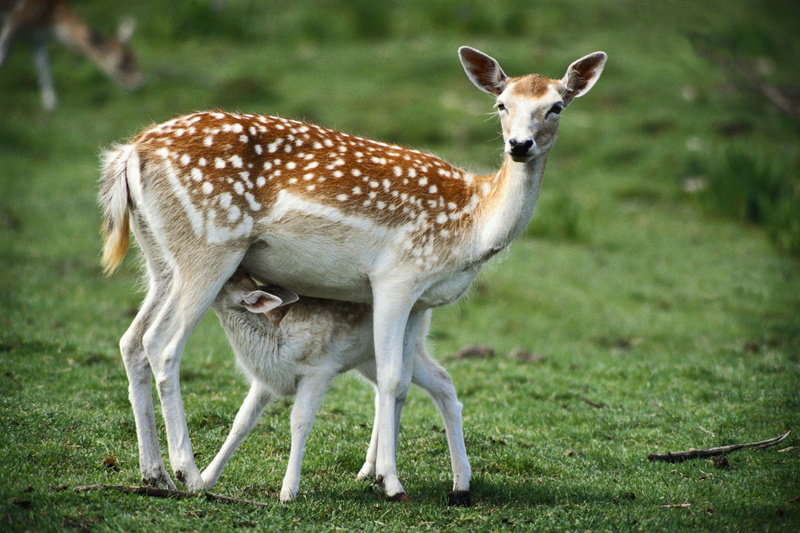 green Color, plant, doe, brindle, beauty In Nature, land, animals In The Wild, deer, animal themes, animal, domestic animals, summer, wildlife, deers, mammal
