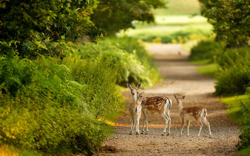 fern, deer, trees, fur, leaves, babies, tunnel, cute, bush, spots, landscape, path, wildlife, animals, fawn, plants, doe, 1080P, forest, roads, nature
