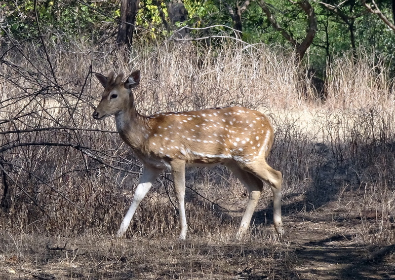 side view, wild, day, india, dhari, tree, female, national park, doe, nature, tulsishyam, gir, full length, animal themes, wildlife, no people, forest