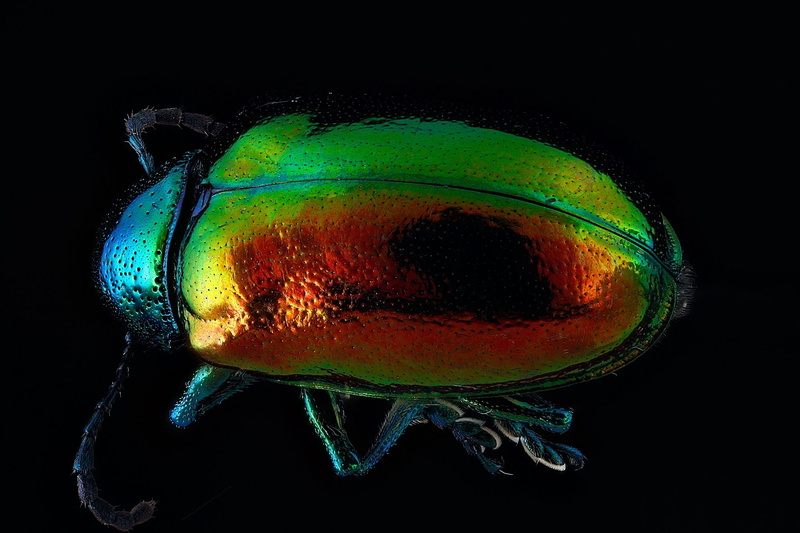 dogbane, tomography, research, green color, beetle, biology, wild, black background, science, hospital, bane, indoors, close-up, medical x-ray, nature