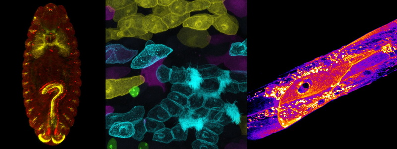 animal, indoors, animal themes, Medicine, Biology, close-up, 1080P, Chemistry, tomography, human body part, abstract, technology, illuminated, genetics