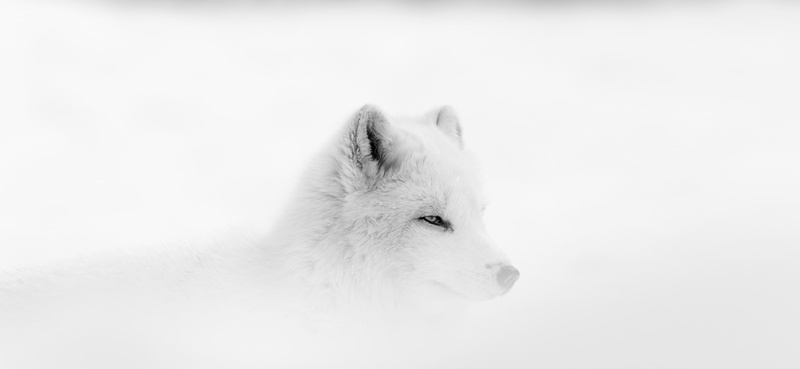 landscape, arctic fox, 1080P, pine trees, wolf
