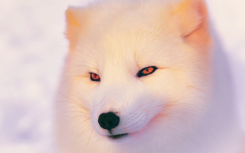 wolf, arctic, fox, white, white fox, 1080P