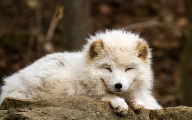 solid, animal themes, day, rock, rock - object, sleeping, animals, fox, vertebrate, arctic fox, baby animals, 1080P, white color, animal head, relaxation
