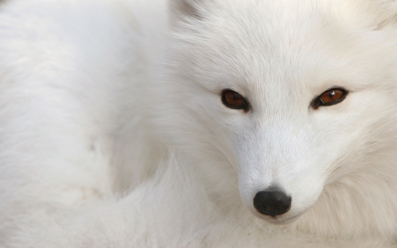 arctic fox, animals, fox, 1080P
