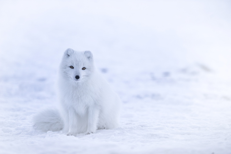 5K, snow, cute animals, arctic fox, white, 8k, winter
