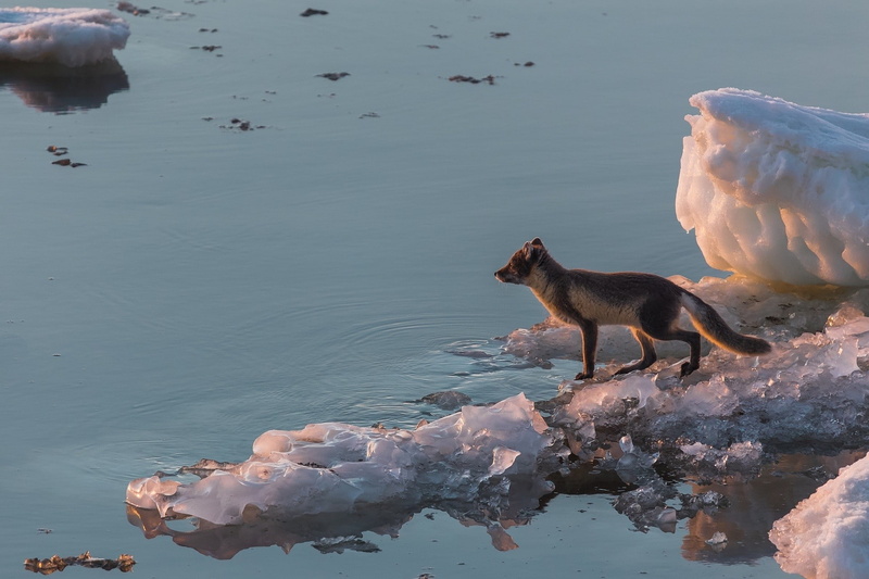 1080P, animals, arctic fox