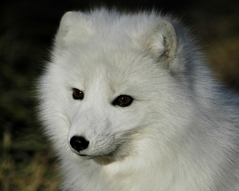 wolf, vertebrate, white color, cat, animals, white, hair, mammal, toy, one animal, animal themes, animal wildlife, snout, 1080P, animal eye, focus on foreground