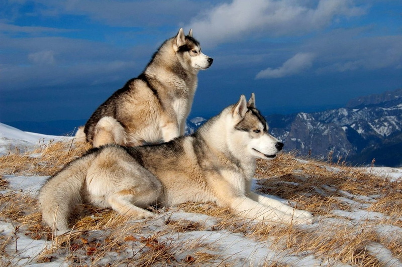 pawed Mammal, beauty In Nature, white, one Animal, Dog, siberian, mammal, purebred Dog, cloud - sky, cute, animal wildlife, Husky, Winter, Snow, cold temperature