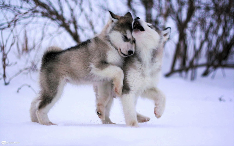 Baby Animal, Husky, Siberian Husky, Snow, 1080P, Animal, Cute, Winter, Puppy, Dogs