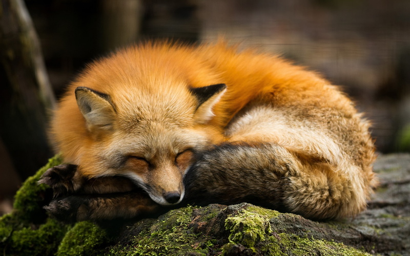 animals, nature, 2K, fox, sleeping