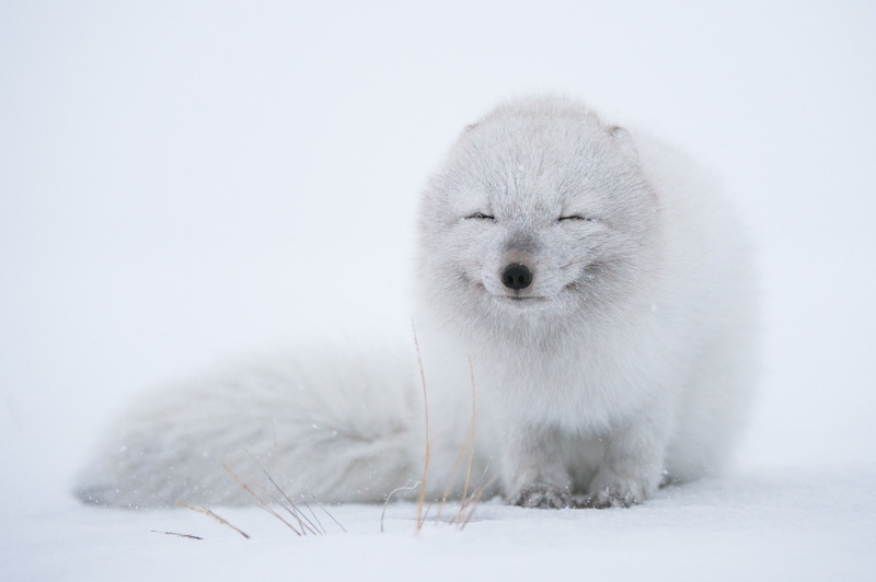 1080P, wildlife, white, arctic fox, snow, fox, animals