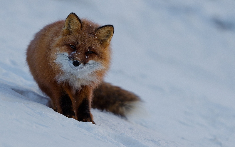 snow, 1080P, frozen, animal themes, animal wildlife, environment, mammal, vertebrate, animals in the wild, white color, no people, animals, outdoors, fox