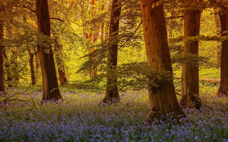 Trees, Flowers, England, North, 1080P, Yorkshire
