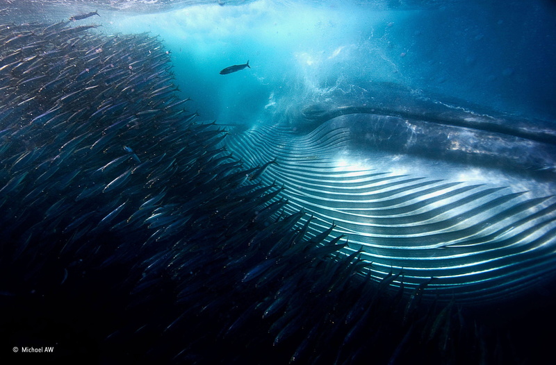 South Africa, sunlight, Michael Aw, photography, sea, underwater, Deep Sea, Whale, 2K, fish, water, bubbles