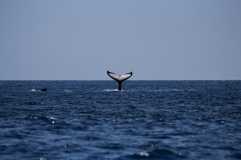 aquatic mammal, wildlife, marine, no people, Ocean, white, one animal, Humpback Whale, sea life, fish, travel, animal, seagull, underwater, tail, outdoors