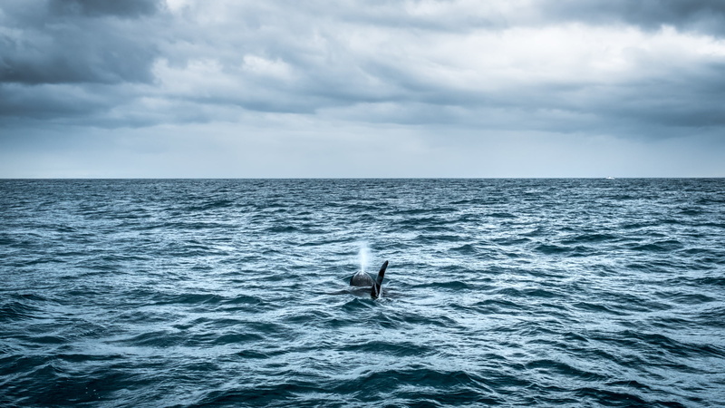 bird, blue, orch, whale, sky, seascape, wildlife, Killer Whale, killer, 1080P, Travel photography, water, Ólafsvík, calm, sea, nature, animals, olafsvik