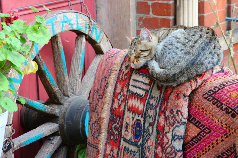 sleeping, 5K, cart, outdoors, blanket, multi colored, domestic cat, lying down, no people, whisker, black, napping, east, one animal, textile, tabby, domestic animals