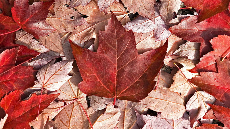 orange color, Canada, natural condition, nature, fall, falling, leaves, maple leaf, fragility, no people, change, dry, red, outdoors, autumn collection
