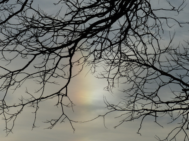 planetary moon, tranquility, Parhelia, tree, no people, sunset, tree trunk, iridescent cloud, aesthetic, day, sky, Sun, complexity, plant, low angle view