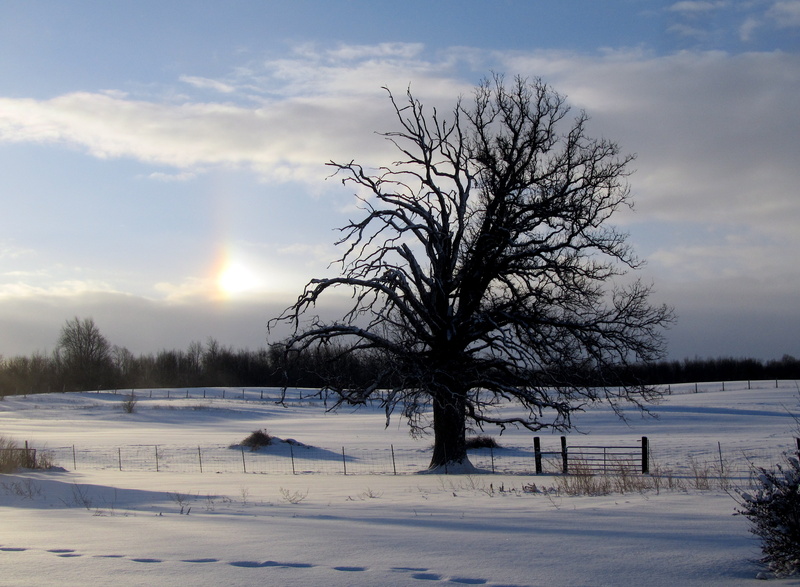 favorite, country, cold - Temperature, season, ice, sky, scenics, frost, forest, Winter, silhouette, daytime, footprints, sundog, snow, snow field, bare