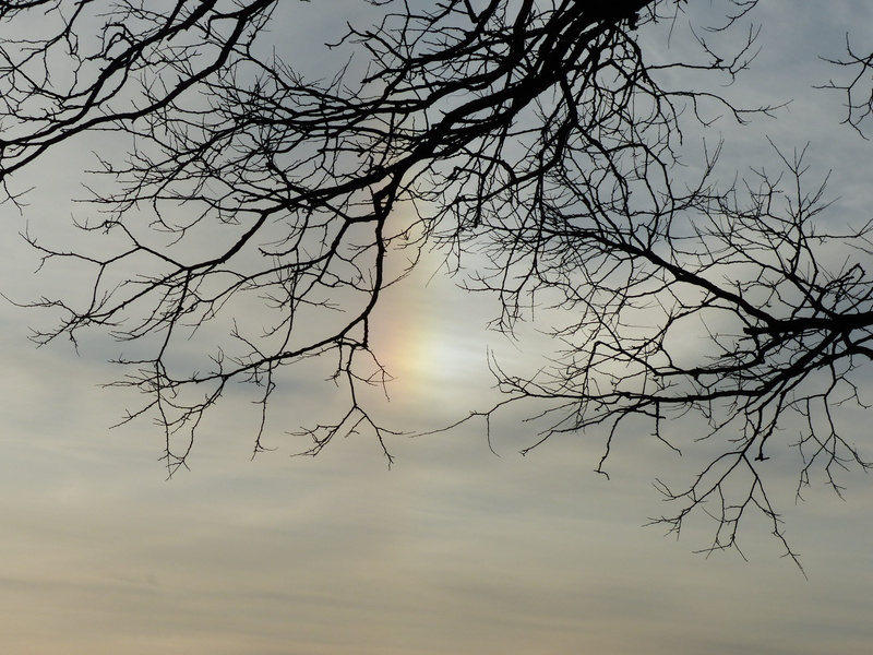 branch, clouds, aesthetic, dead plant, Sundog, branches, outdoors, weather phenomenon, tranquility, day, sunset, fog, silhouette, Parhelia, nature, sky