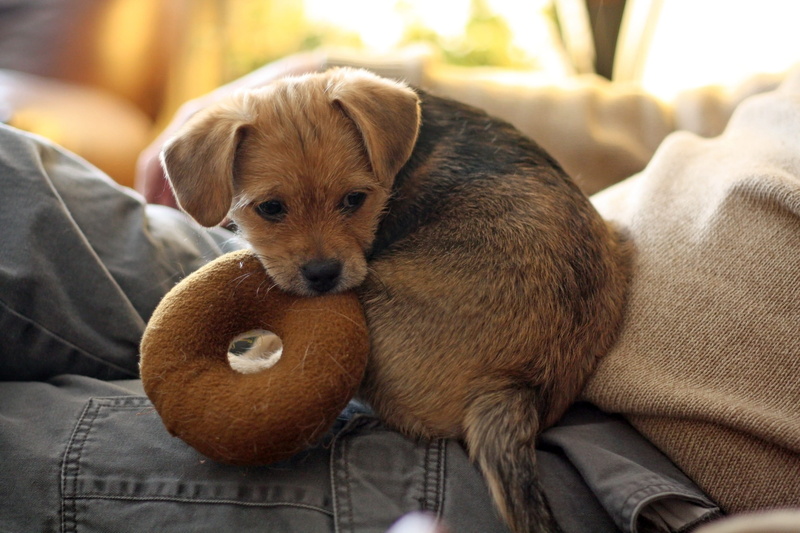 close-up, puppy, short, focus on foreground, coated, pets, animal, lying Down, dog, sleeping, small, person, black, relaxation, animals And Pets, friendship