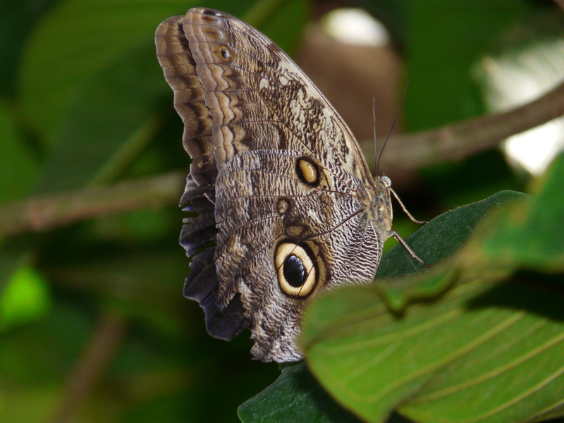 spot, Brassolini, selective focus, underside of wings, animal themes, animals in the wild, satyrinae, nymphalidae, nature, focus on foreground, day, tree