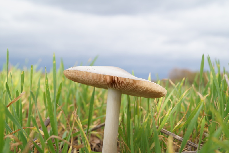beauty in nature, grass, nature, lamellar, bottom, outdoors, sky, fungus, green color, day, close-up, mushroom base, wild, forest plant, field, land, surface level
