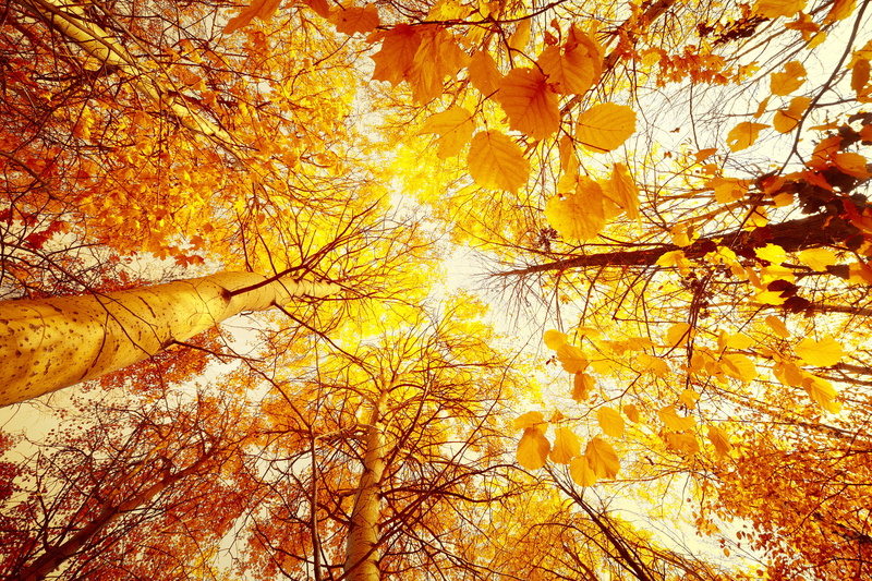 day, backgrounds, the sun, forest, environment, scenics - nature, season, leaf, park - Man Made Space, branch, landscape, maple Tree, no People, leaves