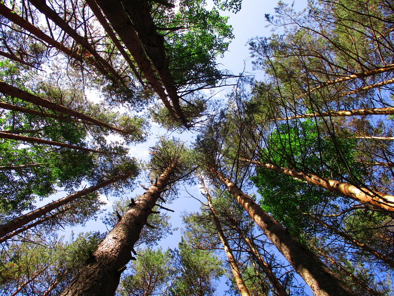 5K, a lot of trees, deciduous, from the bottom, land, tree, growth, tranquil scene, day, from the bottom up, low angle view, tree canopy, trees, tranquility