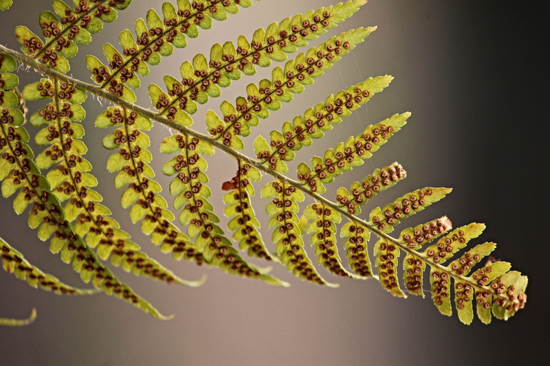 close-up, healthcare and medicine, spores, green color, leaf, indoors, growth, vulnerability, 4K, close up, plant, no people, fiddlehead, sporangia, yellow