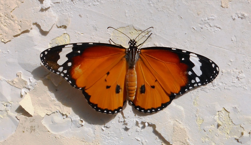 white, nature, vanessa, wall, butterfly - Insect, vivid, black, butterfly, adult, animal, wing, wildlife, elegant, landscape, animals in the wild