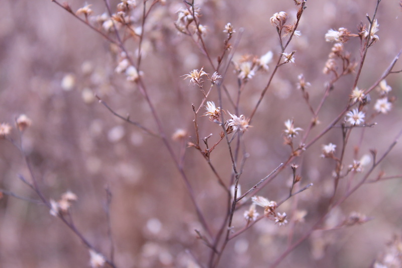 cherry tree, 2K, pink Color, outdoors, cherry blossom, vulnerability, ye tian, fragility, day, flower, autumn, growth, freshness, nature, beauty in nature