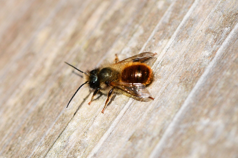 bee, one animal, outdoors, brown, high angle view, animal themes, animal, day, solitary, red mason bee, full length, fly, insect, no people, animal wing