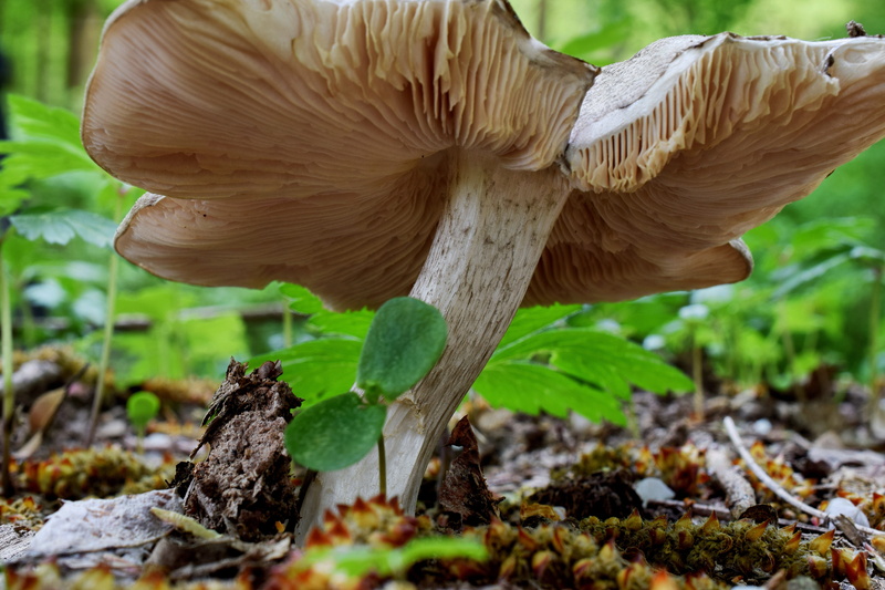 mushroom hat, forest floor, forest path, selective focus, field, mini mushroom, hardwood floor, close-up, mushroom head, forest mushrooms, spring, tree