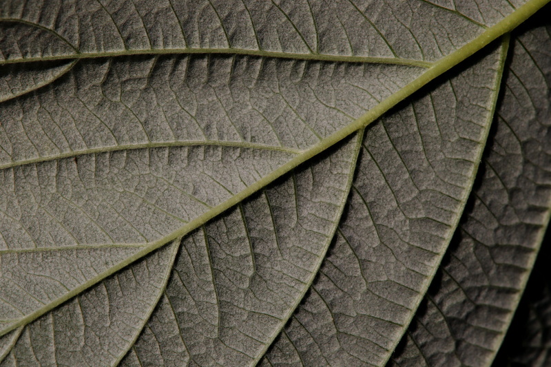 macro, close-up, animal themes, natural pattern, pattern, outdoors, leaf structure, raspberry, beauty in nature, bottom, leaf, nature, leaf vein, no people