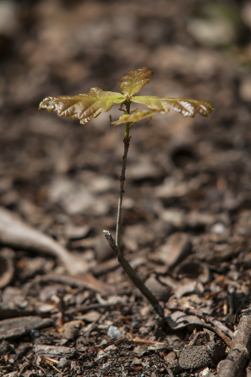 petal, day, dirt, green, forest, wilted plant, Button, environment, vulnerability, beauty in nature, Oak, power, field, agriculture, Spring, sheet, plant