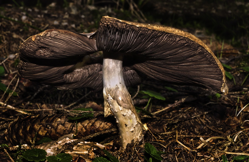 focus on foreground, autumn, bottom, forest floor, growth, fungus, disc fungus, screen fungus, no people, close up, outdoors, land, old, close-up, field