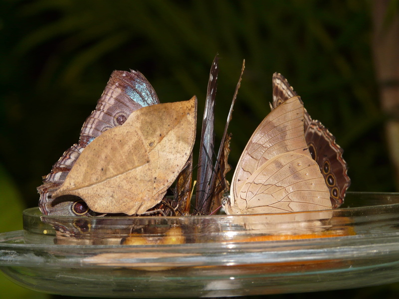 nature, house, day, blue cobbler, kallima inachus, Butterfly House, focus on foreground, butterfly - insect, table, beauty in nature, outdoors, sky butterfly