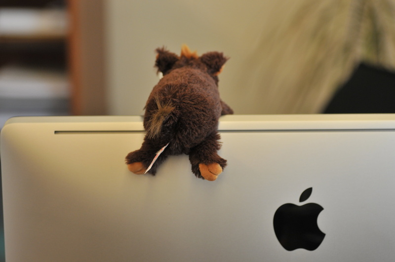 focus on foreground, domestic animals, no people, indoors, table, one animal, apple, animal representation, pets, imac, 4K, domestic, mammal, animal, soft toy