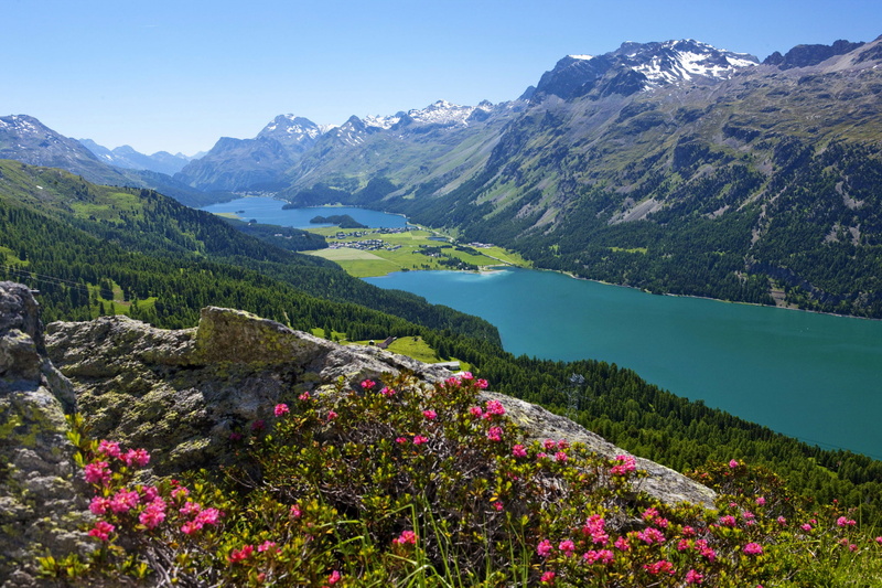 leafed, outdoors, forest, no people, the view from the top, day, non-urban scene, flowers, green, slope, St. Moritz, nature, sky, mountain, mountain range