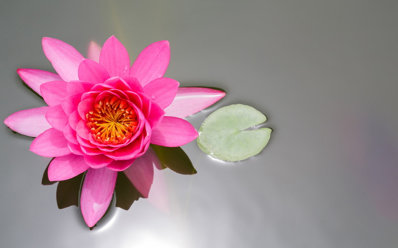 growth, inflorescence, lotus Water Lily, green Color, leaf, decoration, tropical Climate, close-up, flower, fragility, pollen, sheet, blossom, summer, 1080P