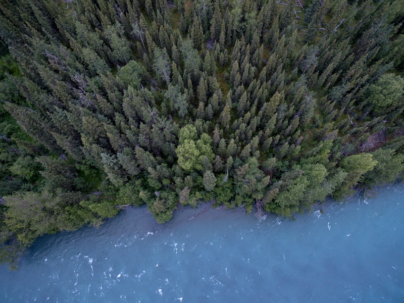 green color, coniferous tree, outdoors, tranquility, waterfront, nature, beauty in nature, evergreen, forest, from above, no people, water, reflection