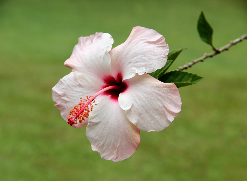 tropical, plant, pollen, 5K, spring, inflorescence, hibiscus, pistil, flowers, beauty in nature, flowering plant, flora, botany, flower head, growth, nature