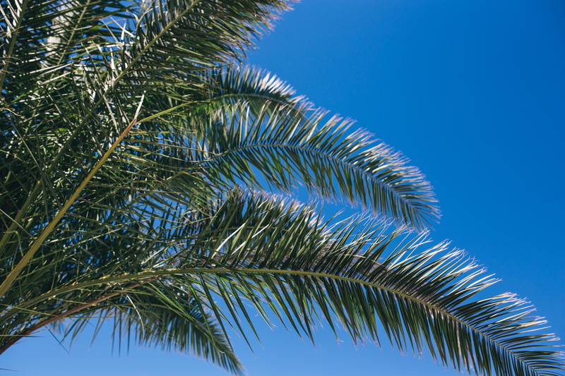 blue, sago palm, plant part, Green, leaves, palm Tree, plant, frond, beach, tropical, no People, green Color, tropical tree, low angle view, coconut Palm Tree