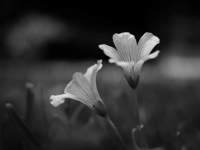 flower, springtime, two, 40mm, outdoors, flowers, petal, olympus, em1, weed, 2K, untitled, nature, photography, spring, close-up, omd, grayscale, beauty In Nature