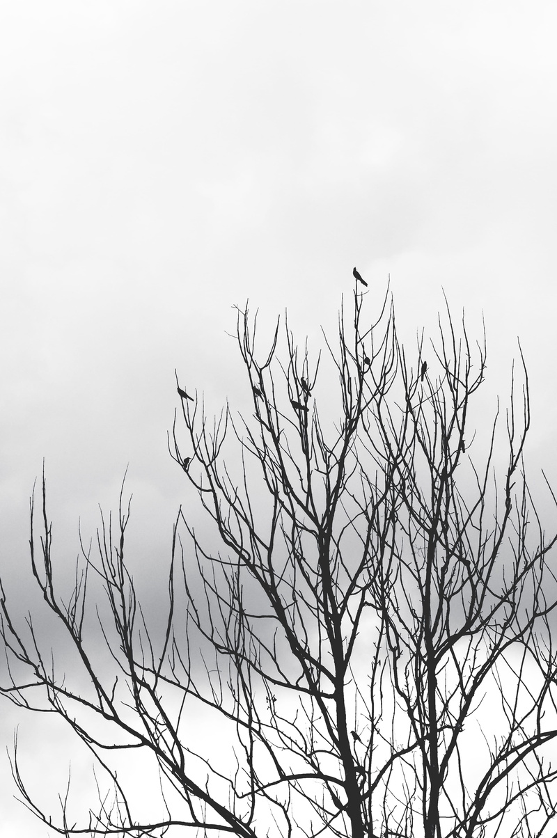 bird, growth, sky, beauty in nature, vertebrate, animals in the wild, estados unidos, nueva york, 4K, nature, day, scenics - nature, bare tree, outdoors