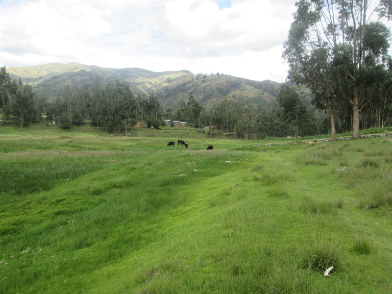 no people, green color, environment, trees, herd, plant, sky, group of animals, mammal, domestic, pets, livestock, 4K, landscape, field, animal, animal themes