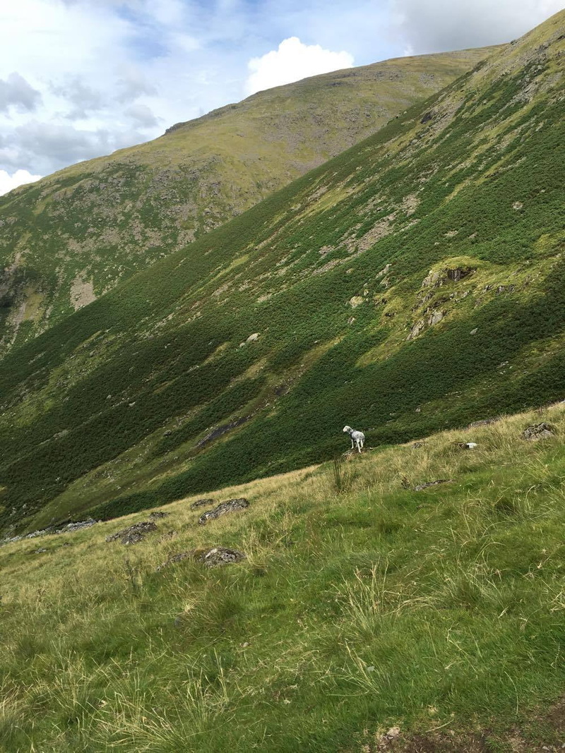 Lake District, field, tranquility, beauty in nature, environment, land, sky, 720P, grass, outdoors, landscape, plant, domestic animals, mountain, non-urban scene